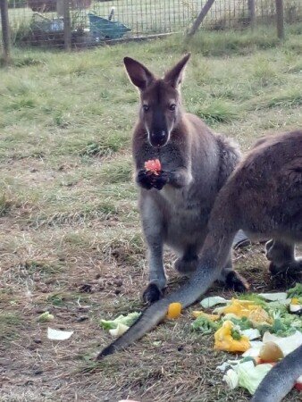 Hébergement insolite romantique, 1 chambre