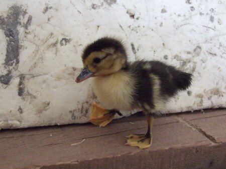 Hébergement insolite 1 chambre, avec jardin