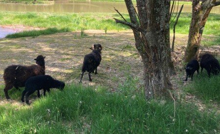 Ecolodge 1 chambre, avec jardin