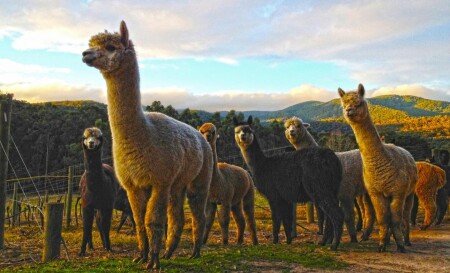 Bed and breakfast 6 guests, with garden