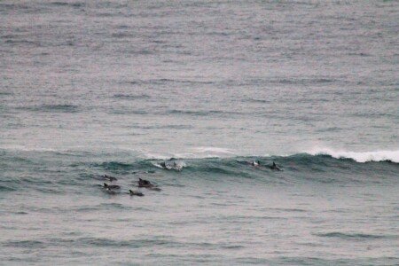 Apartment 4 guests, with garden