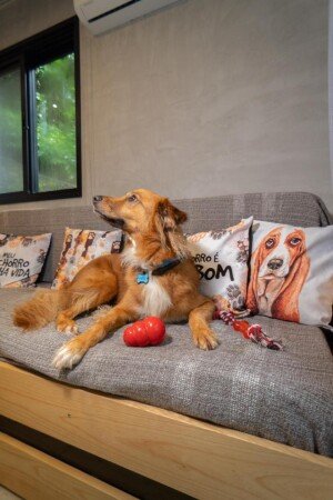 Apartamento 4 convidados, com jardim