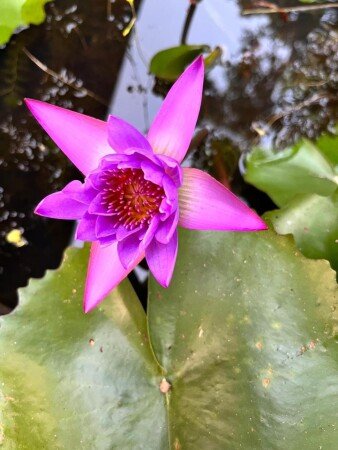 Wohnung 1 Schlafzimmer, mit Garten