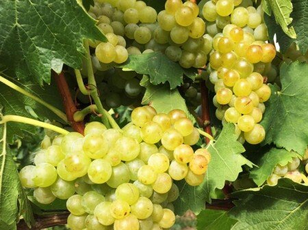 Apartment 5 guests, with wifi