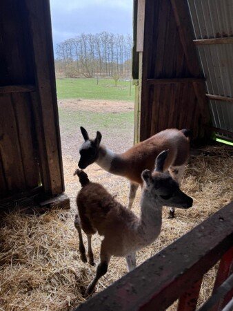 Bed and breakfast 6 huéspedes, con jardín
