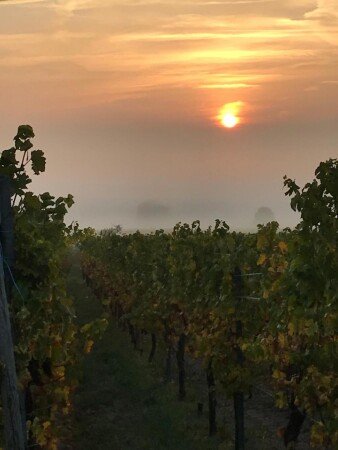 Appartement 1 chambre, avec jardin