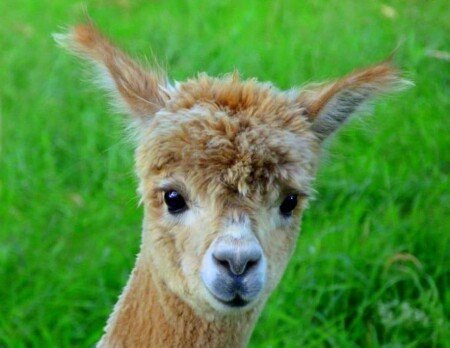 Maison 2 chambres, avec jardin