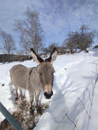 Maison 5 chambres, avec jardin