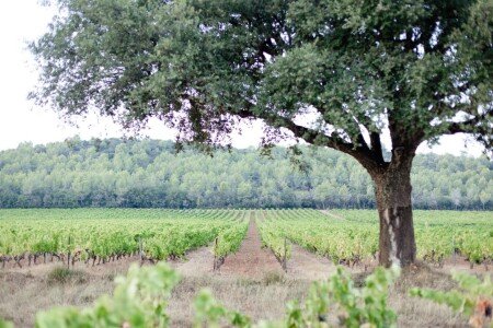 Maison 4 voyageurs, avec jardin