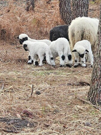 Bed and breakfast 3 voyageurs, avec jardin