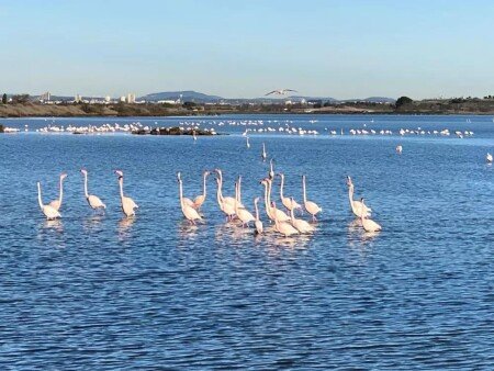 Camping / Mobil Home 5 voyageurs, avec piscine