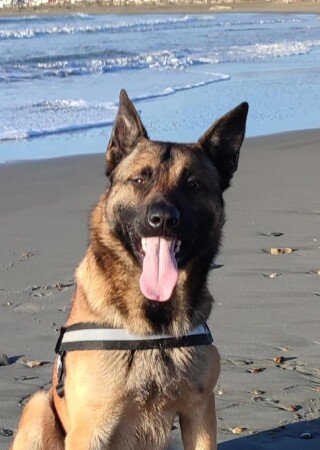 Camping / Mobil Home 4 voyageurs, avec climatisation