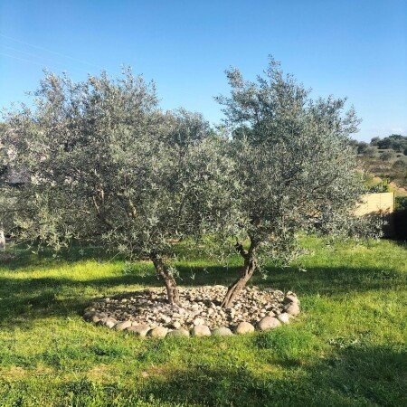Bed and breakfast 1 camera, con giardino