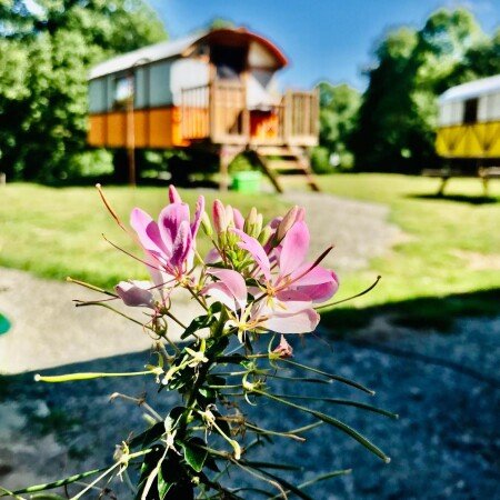 Roulotte 4 voyageurs, avec jardin