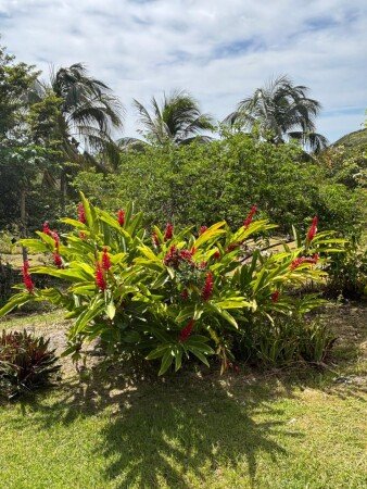 Maison 1 chambre, avec jardin