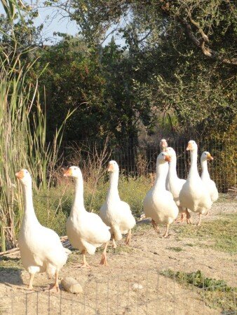 Bed and breakfast 6 ospiti, con giardino