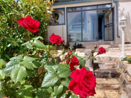 Appartement 1 chambre, avec jardin