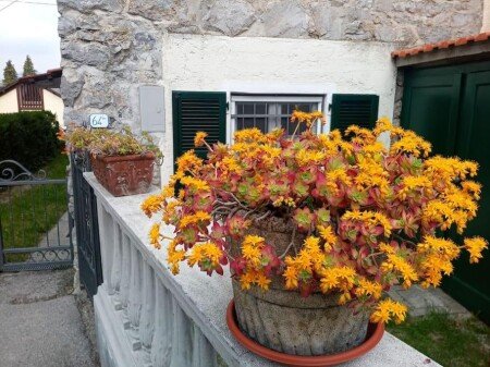 Appartamento 1 camera, con giardino