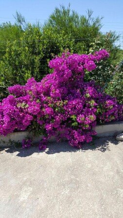 Bed and breakfast 1 camera, con giardino