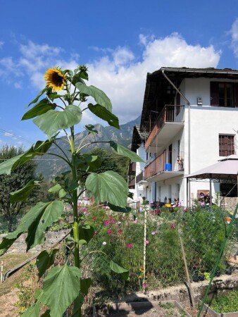 Appartamento 1 camera, con giardino