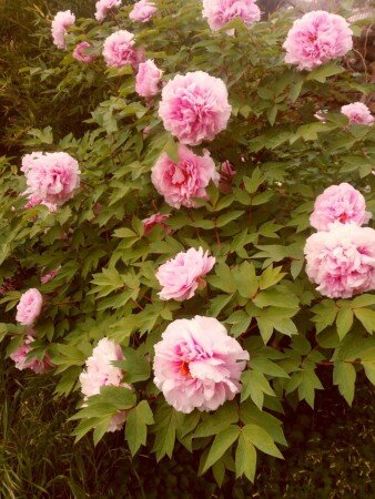 Bed and breakfast 6 ospiti, con giardino