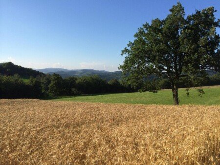 Bed and breakfast 1 camera, con giardino