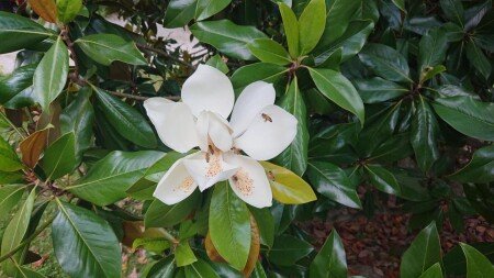 Bed and breakfast 4 ospiti, con giardino