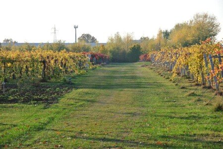 Bed and breakfast 1 camera, con giardino