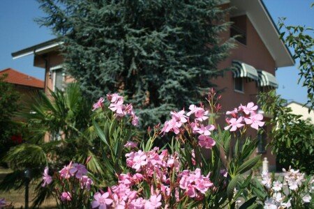 Appartamento 1 camera, con giardino