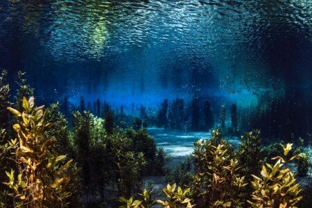 Appartamento 1 camera, con giardino