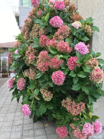 Casa 3 camere, con giardino