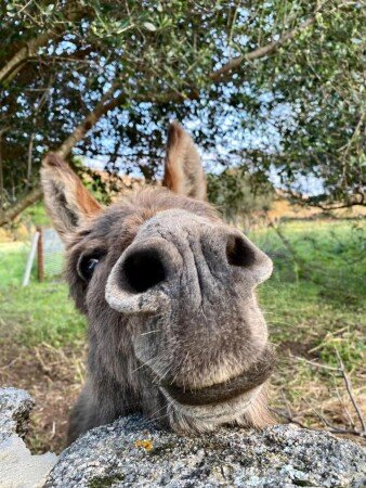 Bed and breakfast 2 ospiti, con piscina