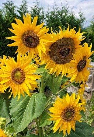 Bed and breakfast 4 ospiti, con giardino