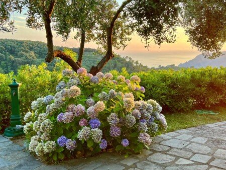 Appartamento 1 camera, con giardino