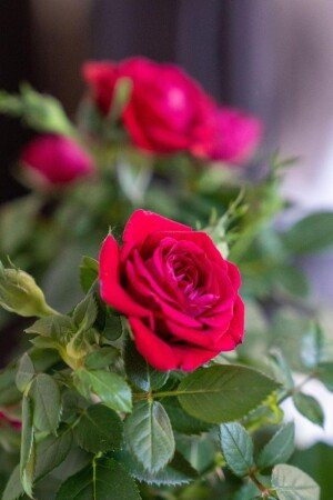 Appartamento 1 camera, con giardino