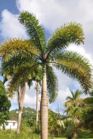 Villa 2 chambres, avec jacuzzi