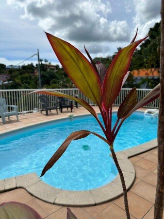 Maison 1 chambre, avec piscine