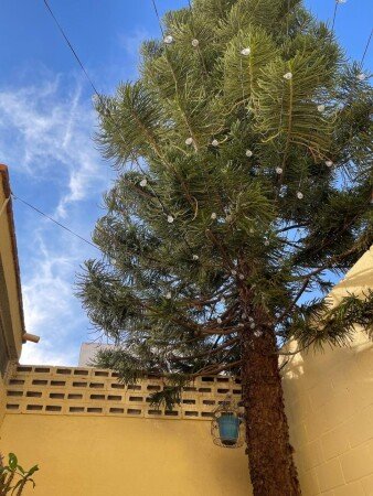 Casa 3 habitaciones, con jardín