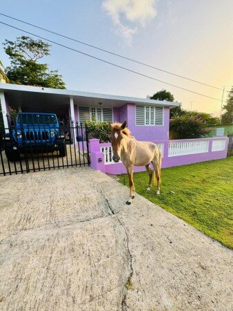 House 4 bedrooms, with garden