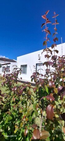 Wohnung 4 Gäste, mit Garten