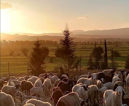 Bed and breakfast 1 camera, con giardino