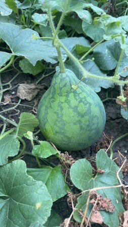 Bed and breakfast 1 bedroom, with garden