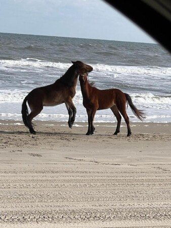 Hostel 6 guests, with garden