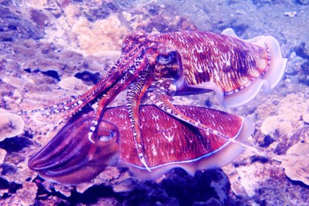 Villa 1 bedroom, with wifi