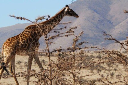 House 2 bedrooms, with garden