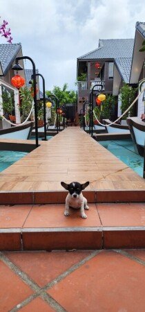 Villa 4 bedrooms, with garden