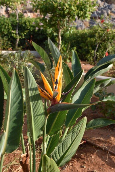 Villa 1 bedroom, with sea view