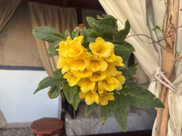 House 2 bedrooms, with sea view