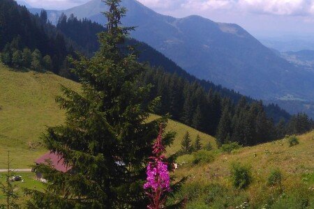 Appartement 1 chambre, avec piscine