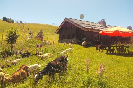 Chalet 5 chambres, avec jardin